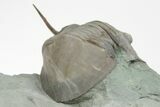 Isotelus Trilobite With Free-Standing Genals - Mt Orab, Ohio #208442-4